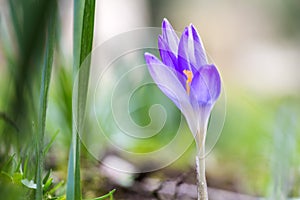 Spring April freshness