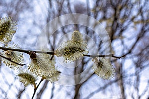 Spring April twigs with flowering buds and green leaves of wild Willow tree. Isolated on white studio macro shot