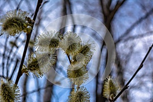 Spring April twigs with flowering buds and green leaves of wild Willow tree. Isolated on white studio macro shot