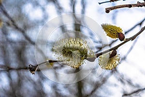 Spring April twigs with flowering buds and green leaves of wild Willow tree. Isolated on white studio macro shot