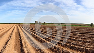 Spring arable land