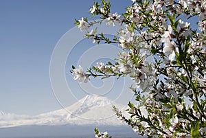 Spring in Ararat valley