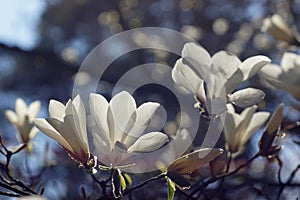 Spring in the arboretum, white magnolia flowers, close-up
