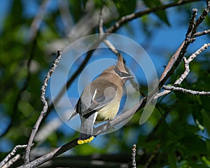 Spring Arrival Cedar waxwing