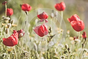 Spring arrives with the first poppies