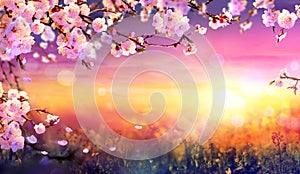 Spring Art Background - Pink Blossom