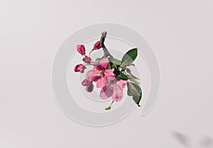 Spring, conceptual setting. White background emphasizes the shape and color of flowers