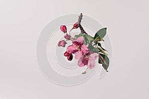 Spring, artistic setting. White background emphasizes the shape and color of flowers