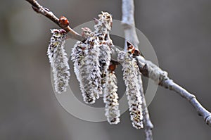 In spring, aspen blooms in nature Populus tremula, Populus pseudotremula photo