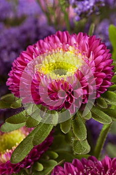 Spring aster. floral background closeup