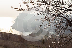 Spring atmospheric landscape in neutral shades. Panoramic view of the Cembalo fortress through the almond blossom photo