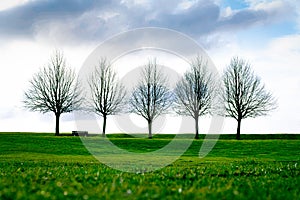 Spring or autumn landscape with blue sky background. Bald trees with fresh green grass. City green area. Lonely bench in the park