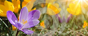 Spring awakening background banner panorama - Blossoming purple and yellow crocuses on a green meadow illuminated by the morning