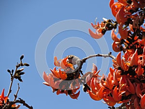 Spring Awakening: Bird perched on Palash Blossom