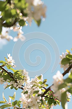 Spring Awakening: Cherry Blossoms and Blue Skies