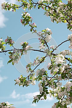 Spring Awakening: Cherry Blossoms and Blue Skies