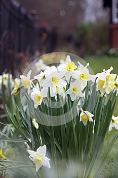 Spring Awakening: Daffodils in Bloom