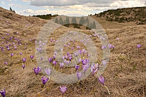 Spring Awakening, Flowers Of Crocuses On Romania