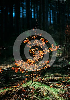 Spring awakening forest