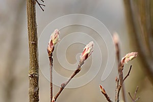 Spring awakening of nature