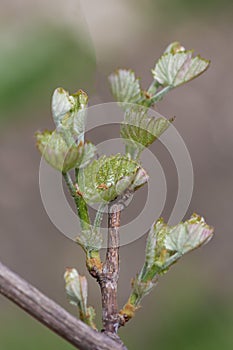 Spring awakening of nature  the first tender shoots of the vine.