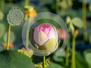 Spring, awakening in nature, flowers in their natural habitat.