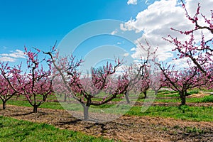 Spring Awakening: Peach Orchard in Bloom