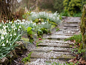 Spring awakening on the stone garden path