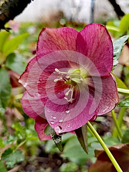 Spring awakening in the vicinity of Hamburg