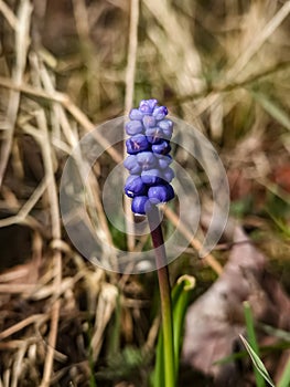Spring awakening in the vicinity of Hamburg