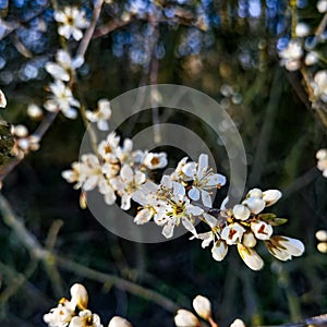 Spring awakening in the vicinity of Hamburg