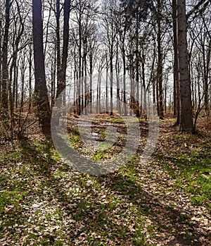 Spring awakening in the vicinity of Hamburg