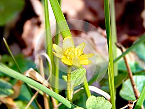 Spring awakening in the vicinity of Hamburg