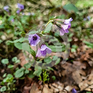 Spring awakening in the vicinity of Hamburg