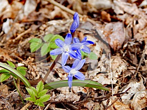 Spring awakening in the vicinity of Hamburg