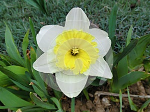 Spring awakening. Yellow flowers daffodils.