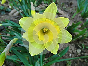 Spring awakening. Yellow flowers daffodils. photo