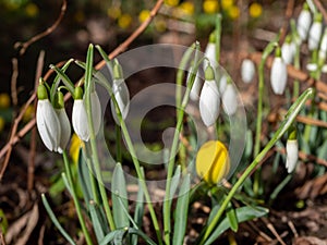 Spring awakens in the garden