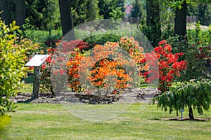 Spring azalea bushes