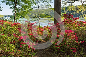 Spring Azalea Plants Blooming at Brighton Dam in Maryland