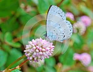 Primavera azur mariposa 
