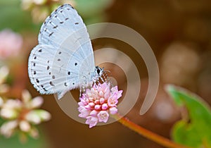 Primavera azur mariposa 