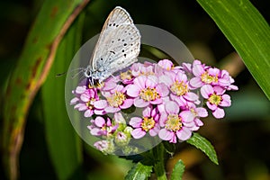 Spring Azure Celastrina agriolus butterfly on Chinese Yarrow