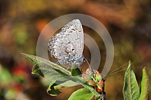 A Spring Azure Gossamer butterfly against an orange background