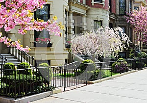 Spring in Back Bay