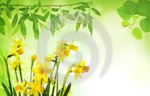 Spring background