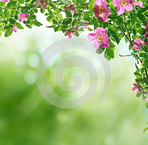 Spring background