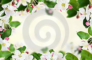 Spring background with apple flowers, buds and leaves