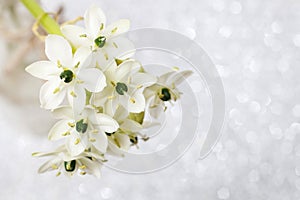 Spring background with arabian star flower (ornithogalum arabicum)