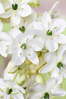 Spring background with arabian star flower (ornithogalum arabicum)